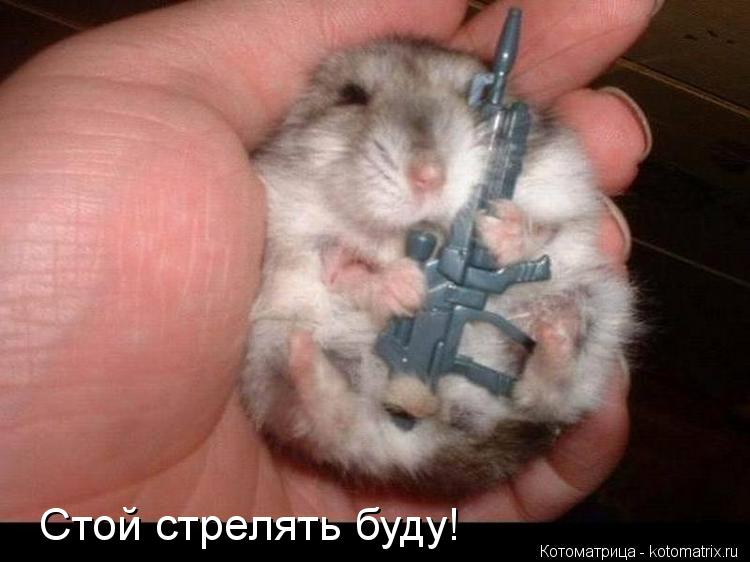 Котоматрица: Стой стрелять буду!
