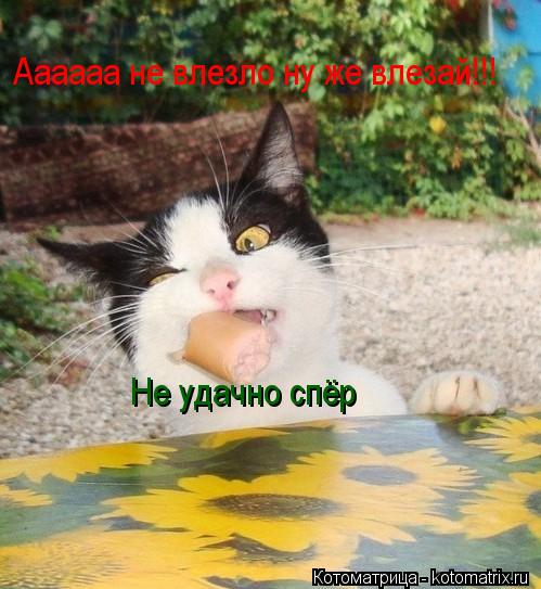 Котоматрица: Аааааа не влезло ну же влезай!!!  Не удачно спёр
