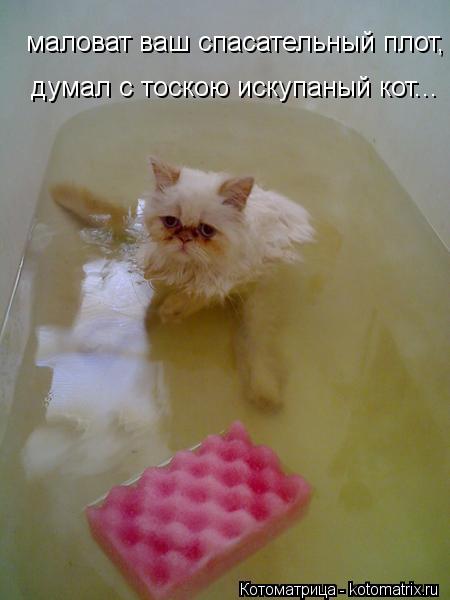 Котоматрица: маловат ваш спасательный плот, думал с тоскою искупаный кот...