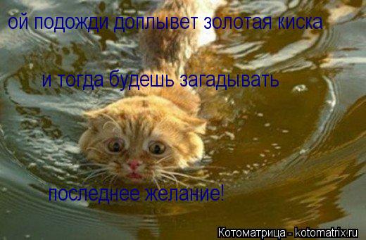 Котоматрица: ой подожди доплывет золотая киска  и тогда будешь загадывать   последнее желание!