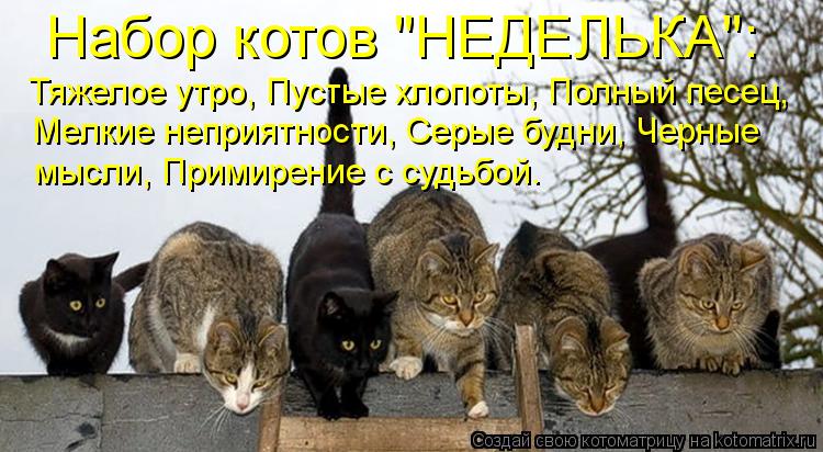 Котоматрица: Набор котов "НЕДЕЛЬКА": Тяжелое утро, Пустые хлопоты, Полный песец,  Мелкие неприятности, Серые будни, Черные мысли, Примирение с судьбой.