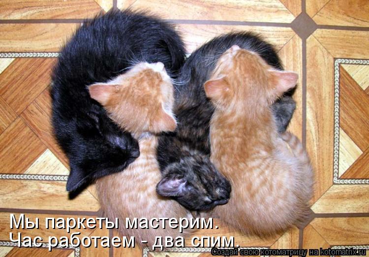 Котоматрица: Мы паркеты мастерим. Час работаем - два спим.