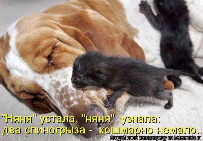 Котоматрица: "Няня" устала, "няня"  узнала: два спиногрыза -  кошмарно немало...