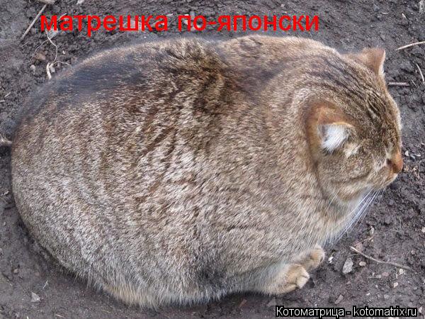 Котоматрица: матрешка по-японски