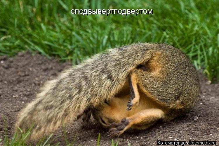 Котоматрица: сподвывертподвертом