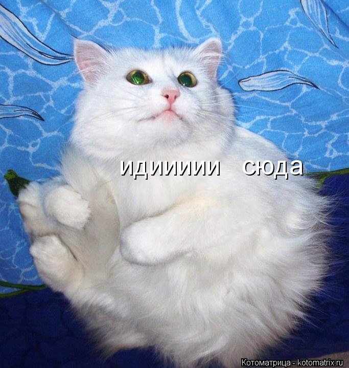 Котоматрица: идиииии   сюда идиииии   сюда