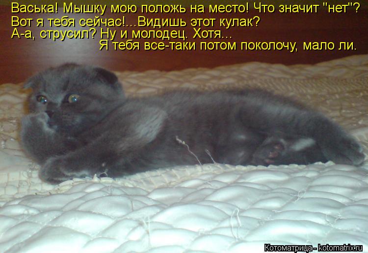 Котоматрица: Васька! Мышку мою положь на место! Что значит "нет"? Вот я тебя сейчас!...Видишь этот кулак?  А-а, струсил? Ну и молодец. Хотя... Я тебя все-таки пот