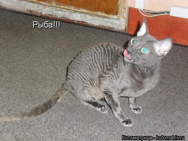 Котоматрица: Рыба!!!