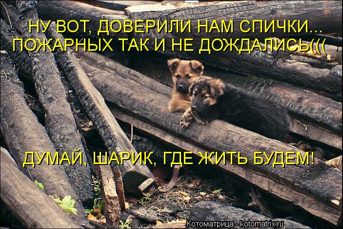 Котоматрица: НУ ВОТ, ДОВЕРИЛИ НАМ СПИЧКИ... ДУМАЙ, ШАРИК, ГДЕ ЖИТЬ БУДЕМ! ПОЖАРНЫХ ТАК И НЕ ДОЖДАЛИСЬ(((