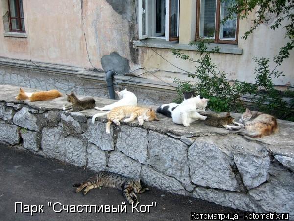 Котоматрица: Парк "Счастливый Кот"