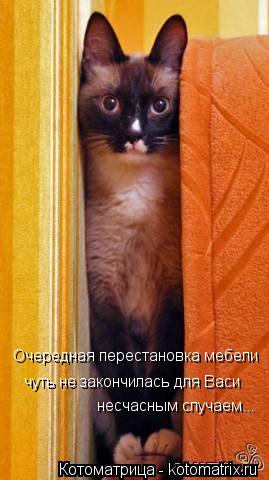 Котоматрица: Очередная перестановка мебели чуть не закончилась для Васи несчасным случаем...