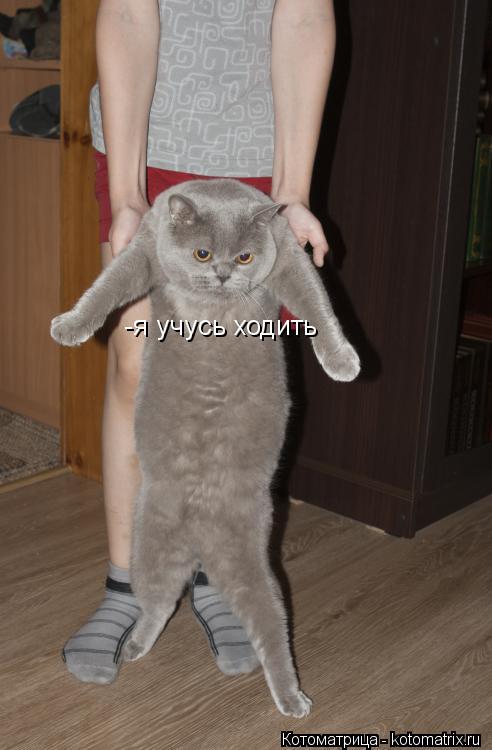 Котоматрица: -я учусь ходить