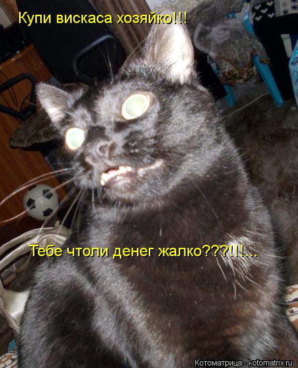 Котоматрица: Купи вискаса хозяйко!!! Тебе чтоли денег жалко???!!!...
