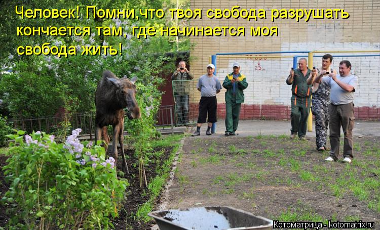 Котоматрица: Человек! Помни,что твоя свобода разрушать кончается там, где начинается моя свобода жить!
