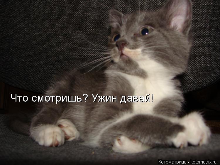 Котоматрица: Что смотришь? Ужин давай!