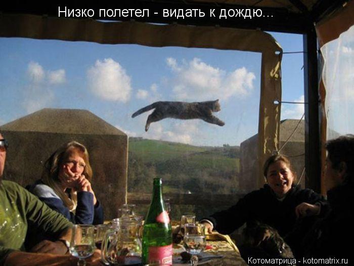Котоматрица: Низко полетел - видать к дождю...