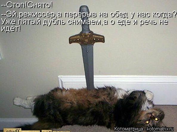 Котоматрица: --Стоп!Снято! --Эй,режиссёр,а перерыв на обед у нас когда? Уже пятый дубль снимаем,а о еде и речь не идёт!