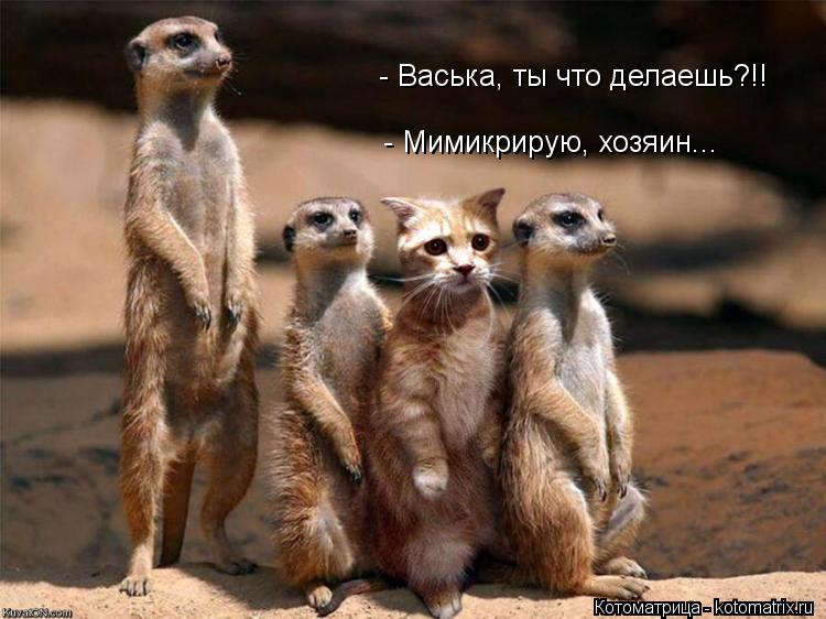 Котоматрица: - Мимикрирую, хозяин... - Васька, ты что делаешь?!!