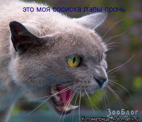 Котоматрица: это моя сосиска лапы прочь