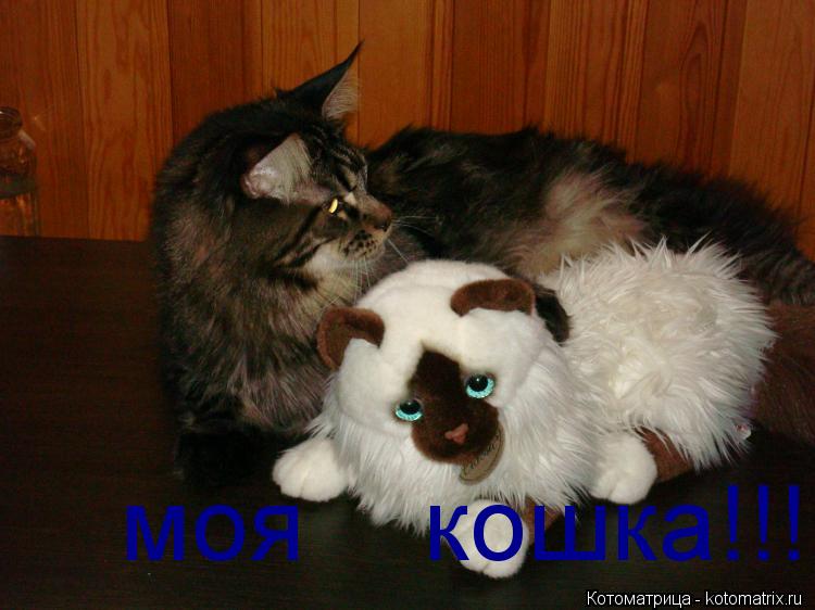 Котоматрица: моя    кошка!!!
