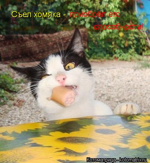 Котоматрица: Съел хомяка -  приобрёл его способности!