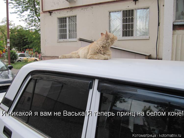 Котоматрица: И никакой я вам не Васька!Я теперь принц на белом коне!