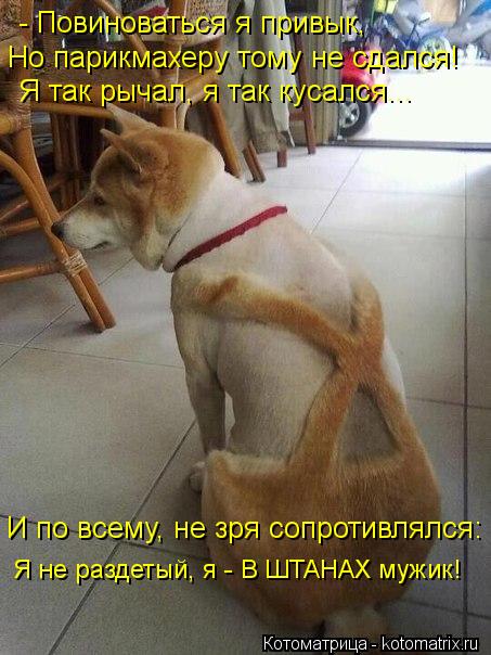 - Повиноваться я привык, Но парикмахеру тому не сдался! Я так рычал, я так кусался... И по всему, не ... Котоматрица: - Повиноваться я привык, Но парикмахеру тому не сдался! Я так рычал, я так кусался... И по всему, не зря сопротивлялся: Я не раздетый, я - В ШТАНА