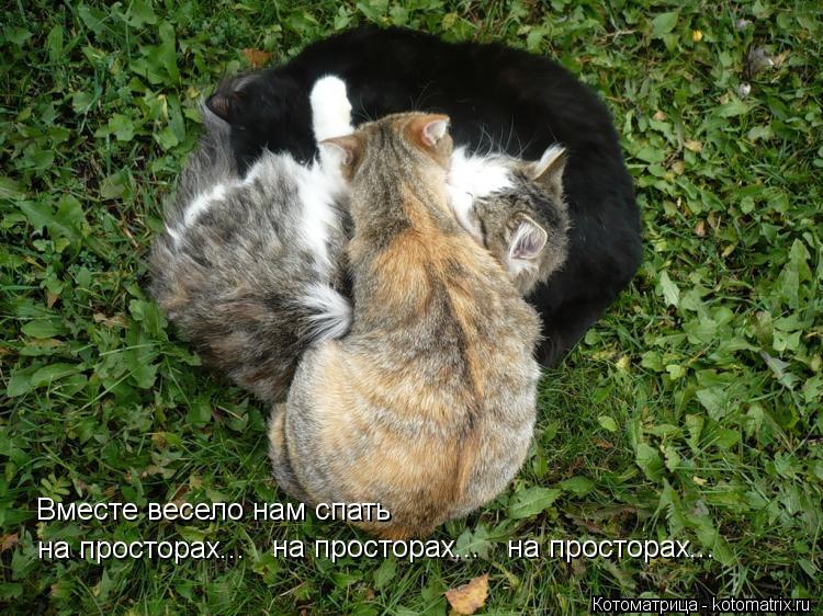 Котоматрица: Вместе весело нам спать на просторах... на просторах... на просторах...