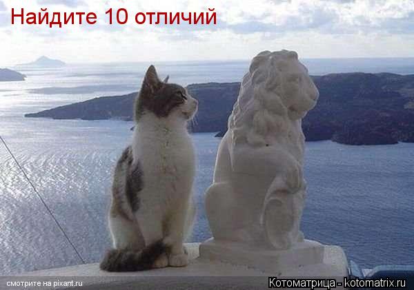 Котоматрица: Найдите 10 отличий