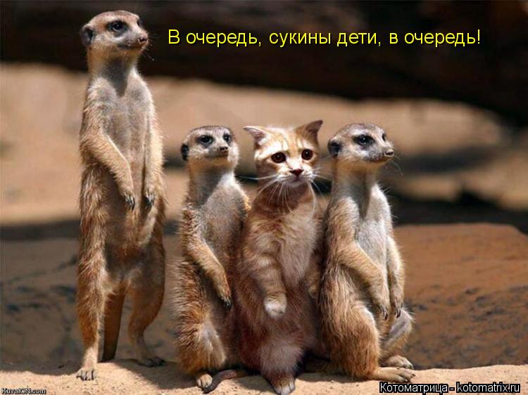 Котоматрица: В очередь, сукины дети, в очередь!