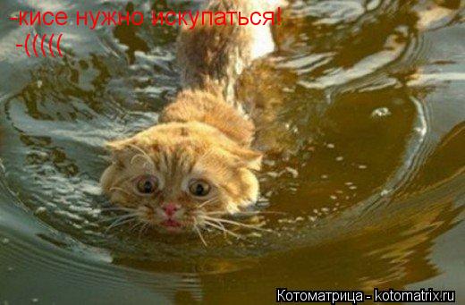 Котоматрица: -кисе нужно искупаться! -кисе нужно искупаться! -(((((