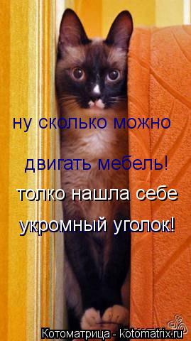 ну сколько можно двигать мебель! укромный уголок! укромный уголок! толко нашла себе... Котоматрица: ну сколько можно двигать мебель! укромный уголок! укромный уголок! толко нашла себе