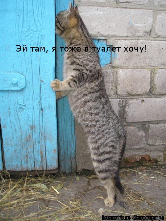 Котоматрица: Эй там, я тоже в туалет хочу!