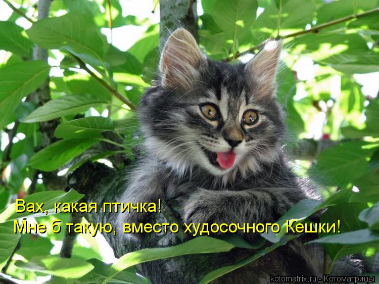 Котоматрица: Вах, какая птичка! Мне б такую, вместо худосочного Кешки!