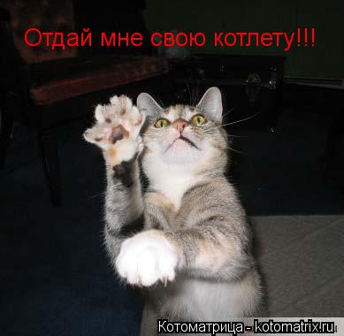 Котоматрица: Отдай мне свою котлету!!!