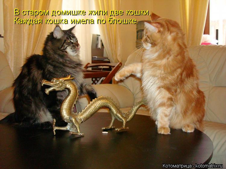 Котоматрица: В старом домишке жили две кошки,  Каждая кошка имела по блошке.