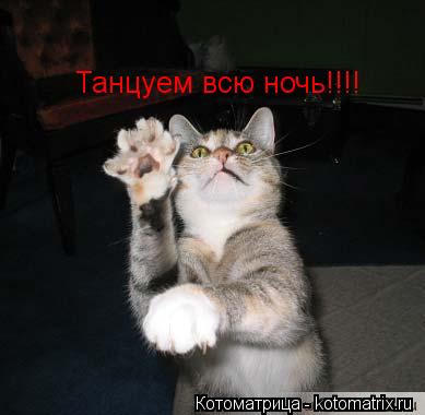 Котоматрица: Танцуем всю ночь!!!!