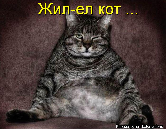 Котоматрица: Жил-ел кот ...