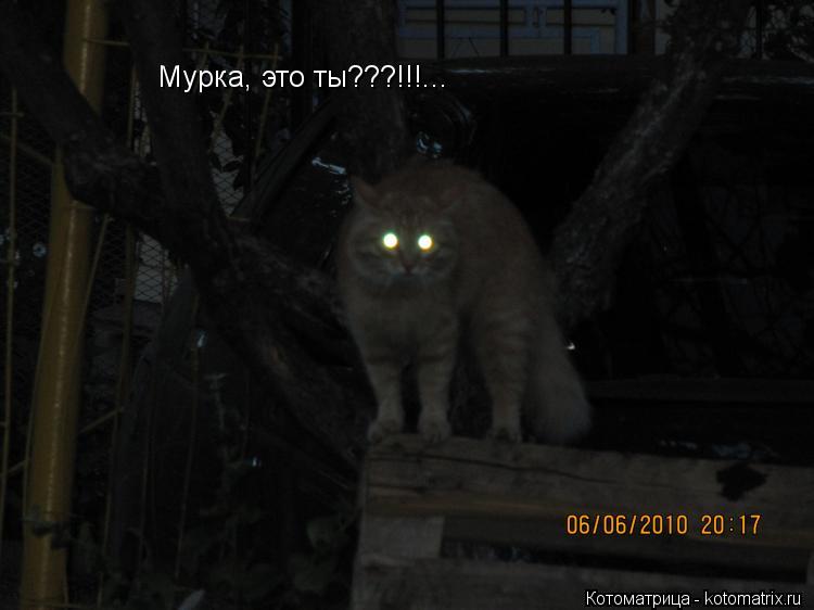 Котоматрица: Мурка, это ты???!!!...