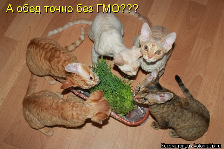 Котоматрица: А обед точно без ГМО???