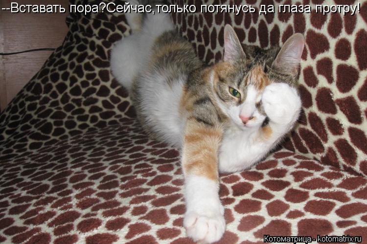 Котоматрица: --Вставать пора?Сейчас,только потянусь да глаза протру!