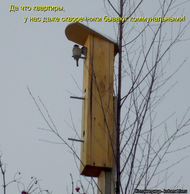 Котоматрица: Да что квартиры, у нас даже скворечники бывают коммунальными!