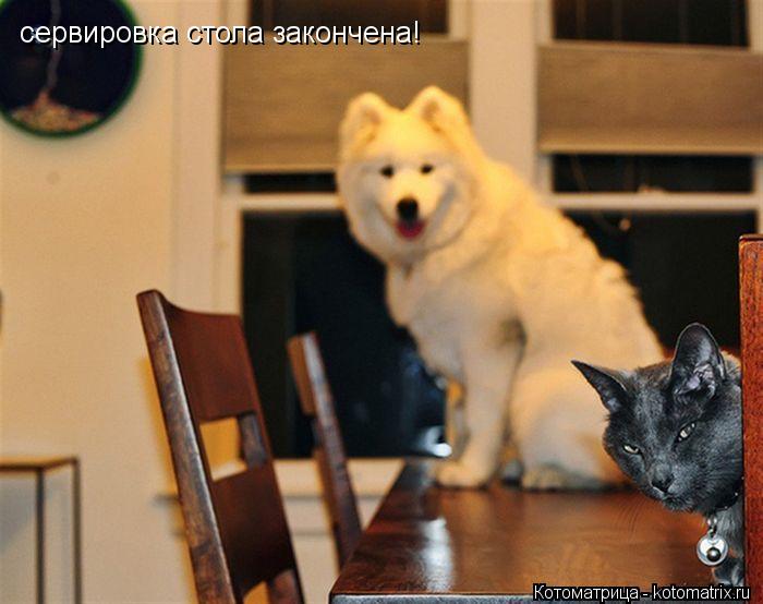Котоматрица: сервировка стола закончена!