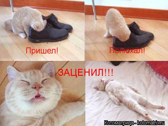 Котоматрица: Пришел! Понюхал! ЗАЦЕНИЛ!!!