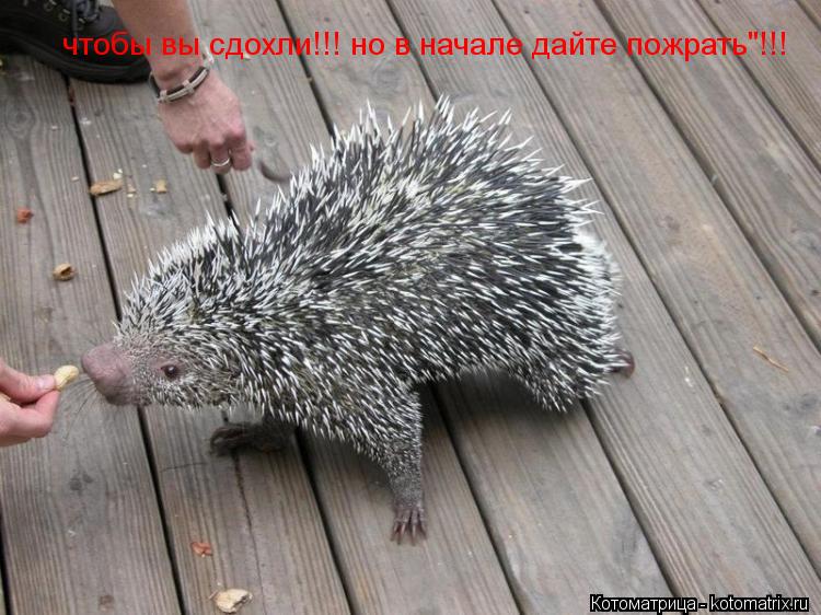 Котоматрица: чтобы вы сдохли!!! но в начале дайте пожрать"!!!