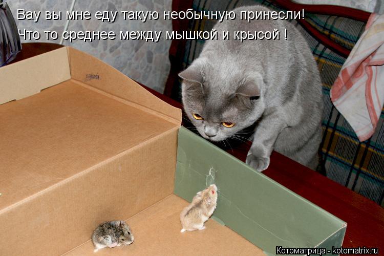 Котоматрица: Вау вы мне еду такую необычную принесли! Что то среднее между мышкой и крысой !