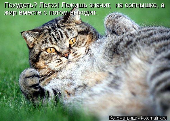 Котоматрица: Похудеть? Легко! Лежишь значит,  на солнышке, а  жир вместе с потом выходит.