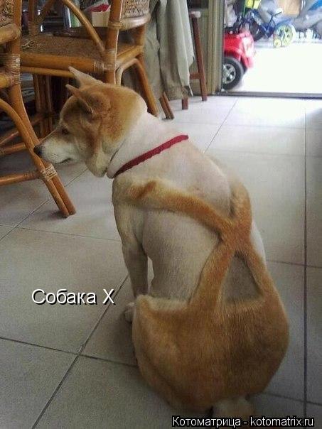 Котоматрица: Собака Х