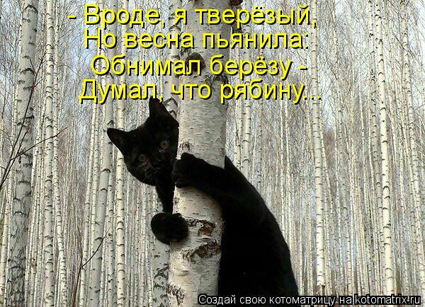Котоматрица: - Вроде, я тверёзый, Но весна пьянила: Обнимал берёзу -  Думал, что рябину...