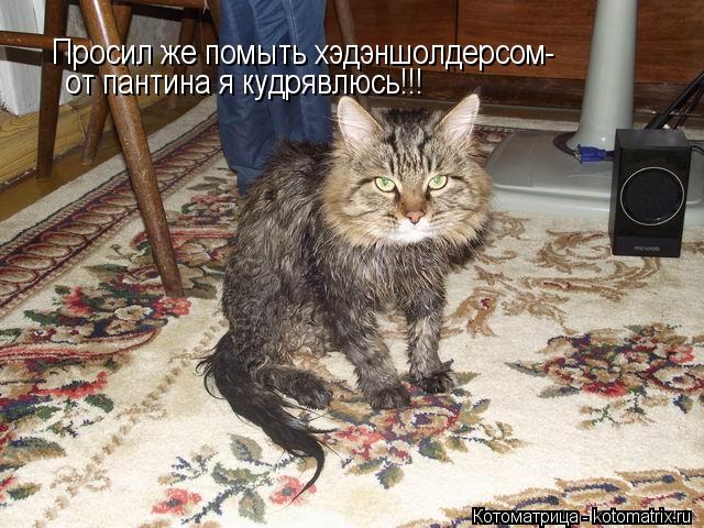 Котоматрица: Просил же помыть хэдэншолдерсом- от пантина я кудрявлюсь!!!
